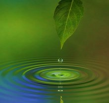 Blog. Library Image: Leaf and Water
