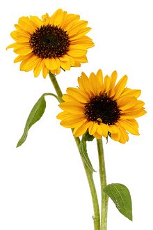 Fees & Payment. Library Image: Sunflowers